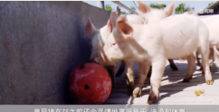 <em>丹麥</em>皇冠豬肉：新型養(yǎng)豬模式引領行業(yè)發(fā)展