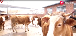 疫情之下的<em>春季</em>動物<em>防疫</em>行動，為<em>畜牧</em>業(yè)發(fā)展保駕護航