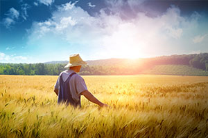 <em>植物保護</em><em>專業</em>：<em>普通</em><em>植物病理學</em>（植物抗病性）、農業<em>植物病理學</em>（水稻稻<em>瘟病</em>）——《尋找水稻“癌癥”防治新途徑》<em>課程</em><em>思</em><em>政</em><em>案例</em>