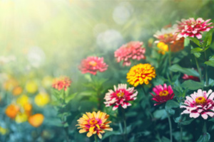 <em>植物保護</em><em>專業</em>：植病<em>流行</em>學、農業<em>植物病理學</em>《超級雜交稻稻<em>瘟病</em>大<em>流行</em>事件》<em>課程</em><em>思</em><em>政</em><em>案例</em>