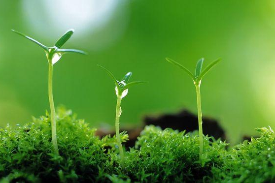 <em>植物保護(hù)</em><em>專(zhuān)業(yè)</em>：<em>普通</em><em>昆蟲(chóng)學(xué)</em>(<em>昆蟲(chóng)</em>有益<em>的</em>方面)、<em>昆蟲(chóng)</em><em>分類(lèi)學(xué)</em>(鱗翅目蠶蛾<em>科</em>)《“非典”期間完成<em>的</em>家蠶基因組框架圖》<em>課程</em><em>思</em><em>政</em><em>案例</em>