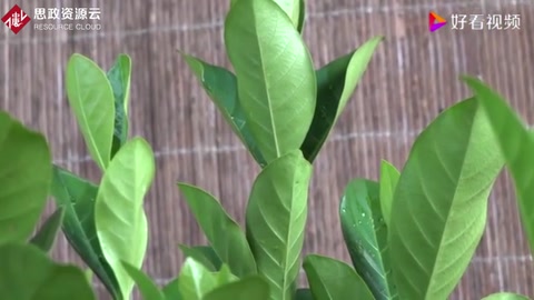 梔子花葉子得了嚴重的黃化病,這樣處理,才能徹底恢復