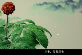 弘揚(yáng)<em>中醫(yī)藥</em><em>文化</em>,傳播<em>中醫(yī)藥</em>知識(shí)：中華<em>本草</em>-三七