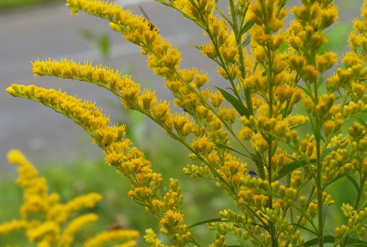 加拿大一枝黃花—<em>菊科</em>一枝黃花<em>屬</em><em>植物</em>