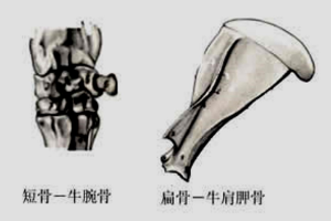 骨<em>的</em>形態<em>分類</em>
