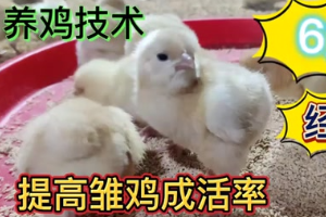 <em>養雞</em><em>技術</em>，做好這6點，<em>雞</em>苗幾乎零傷亡