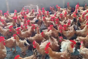 養(yǎng)雞知識，8個雞舍降溫技巧，預防雞中暑