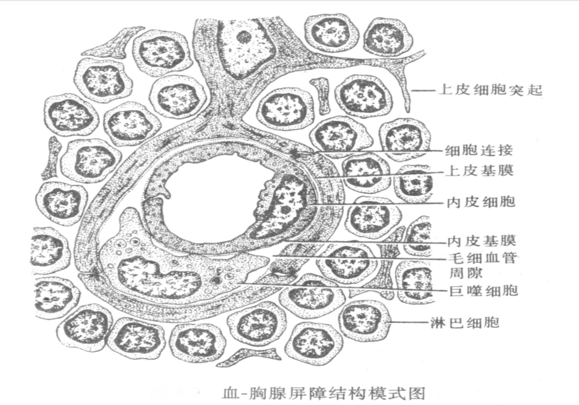血—胸腺屏障結(jié)構(gòu)模式圖