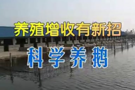 <em>鵝</em><em>的</em>養(yǎng)殖前期準備