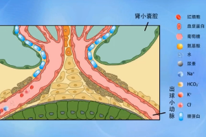 動物生理—近<em>曲</em>小管對營養物質的重吸收
