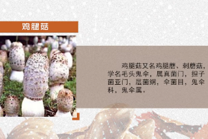 <em>微</em><em>課</em>：<em>園藝</em><em>技術</em><em>專業</em>《<em>食用菌</em><em>生產技術</em>—雞腿菇出菇<em>管理</em>》