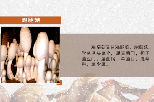 <em>微</em><em>課</em>：<em>園藝</em><em>技術</em><em>專業</em>《<em>食用菌</em><em>生產技術</em>—雞腿菇<em>菌種</em>培養》