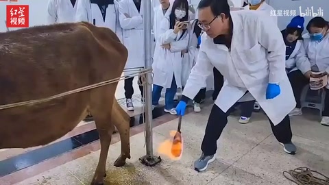中獸醫老師用火燒牛背 學生：這是給動物做 “保健”