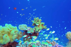 塑料污染與生物多樣<em>性</em><em>有</em><em>何</em>關(guān)系？“減塑撿塑”為自然