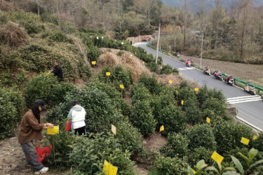 黃山黟縣：小小“黃板”護(hù)茶園 綠色防控助振興